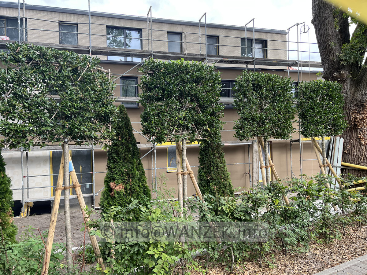 Ilex als Spalier Hochstamm 03.jpg